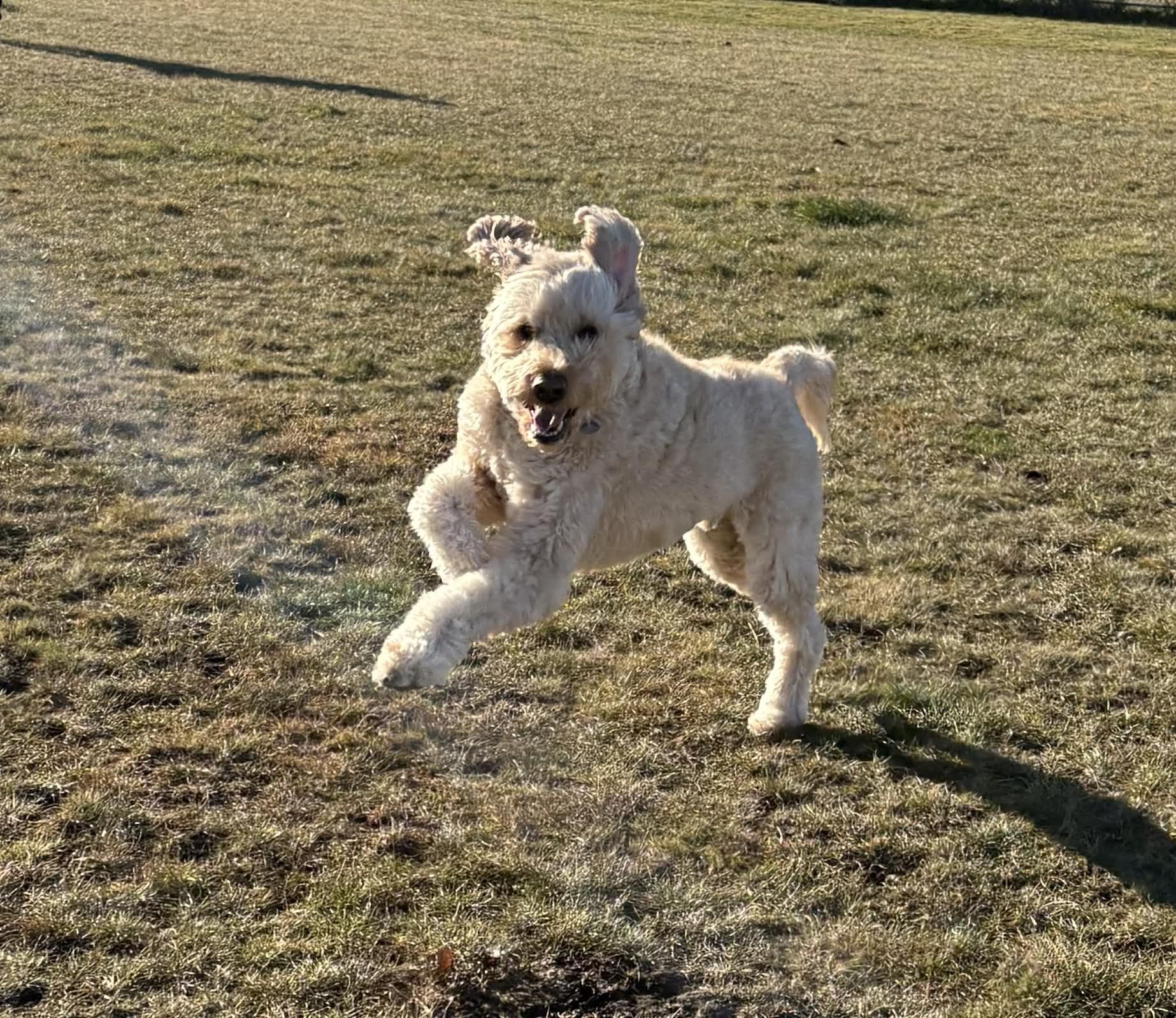 Archie – Wags & Wellness