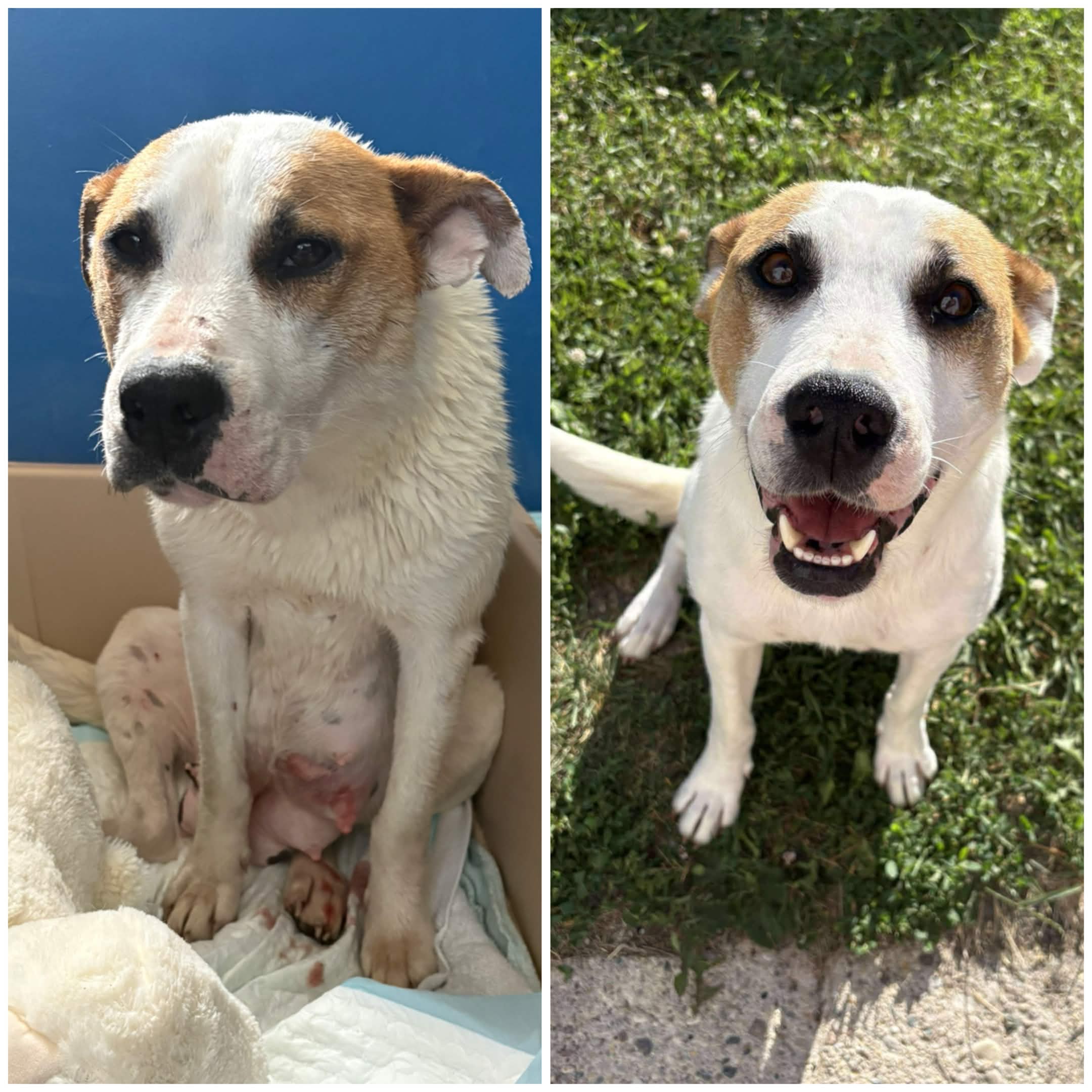 Emmy before and after