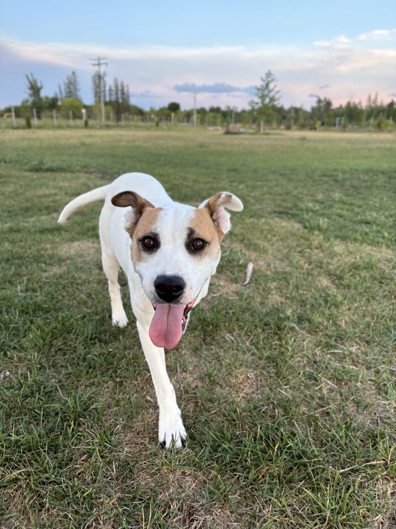 How it’s going, Emmy happy pup