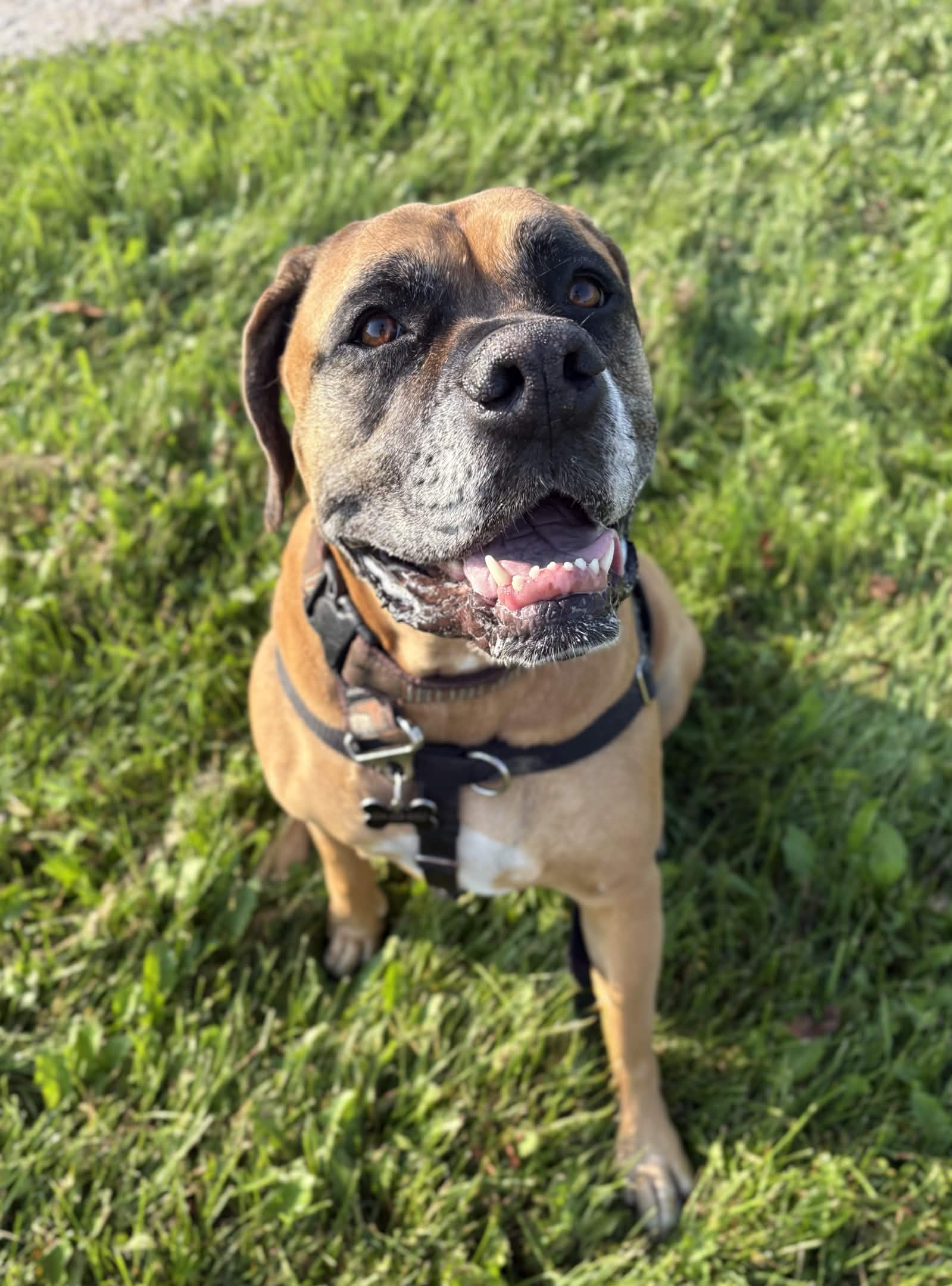 Miss Bella – Wags & Wellness