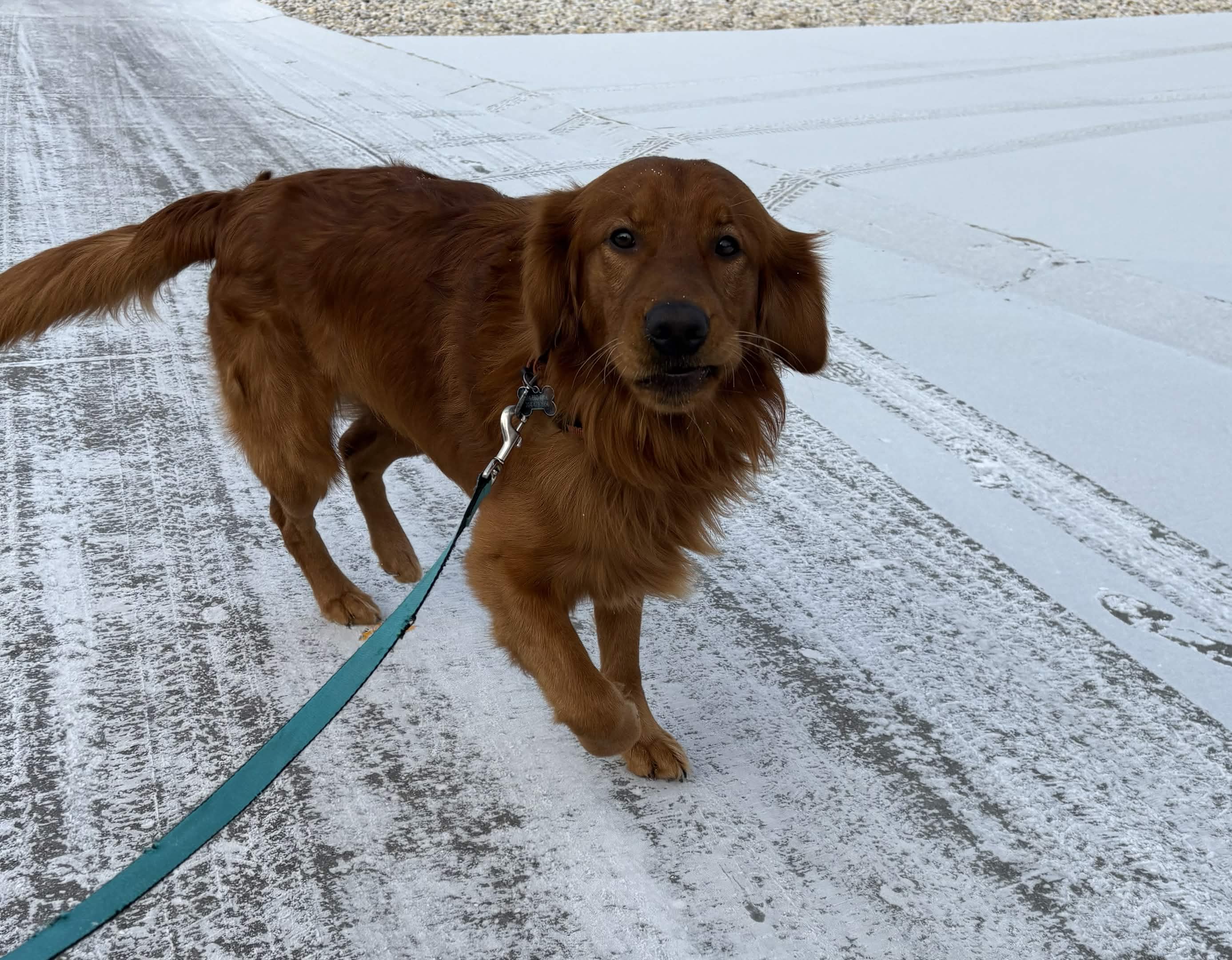 Rocket – Wags & Wellness