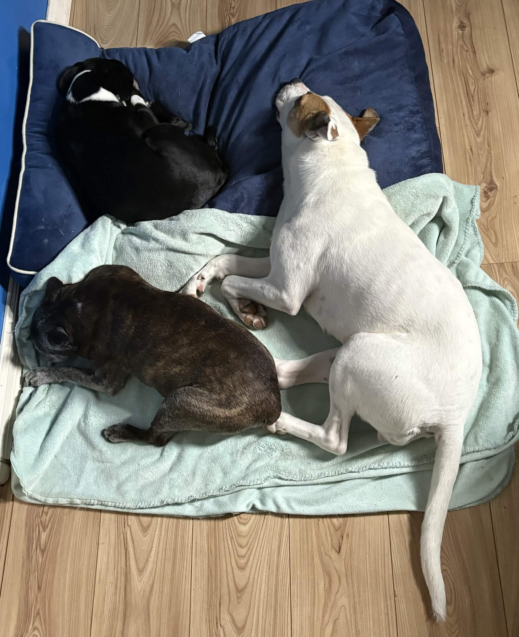 How it’s going, trio snoozing