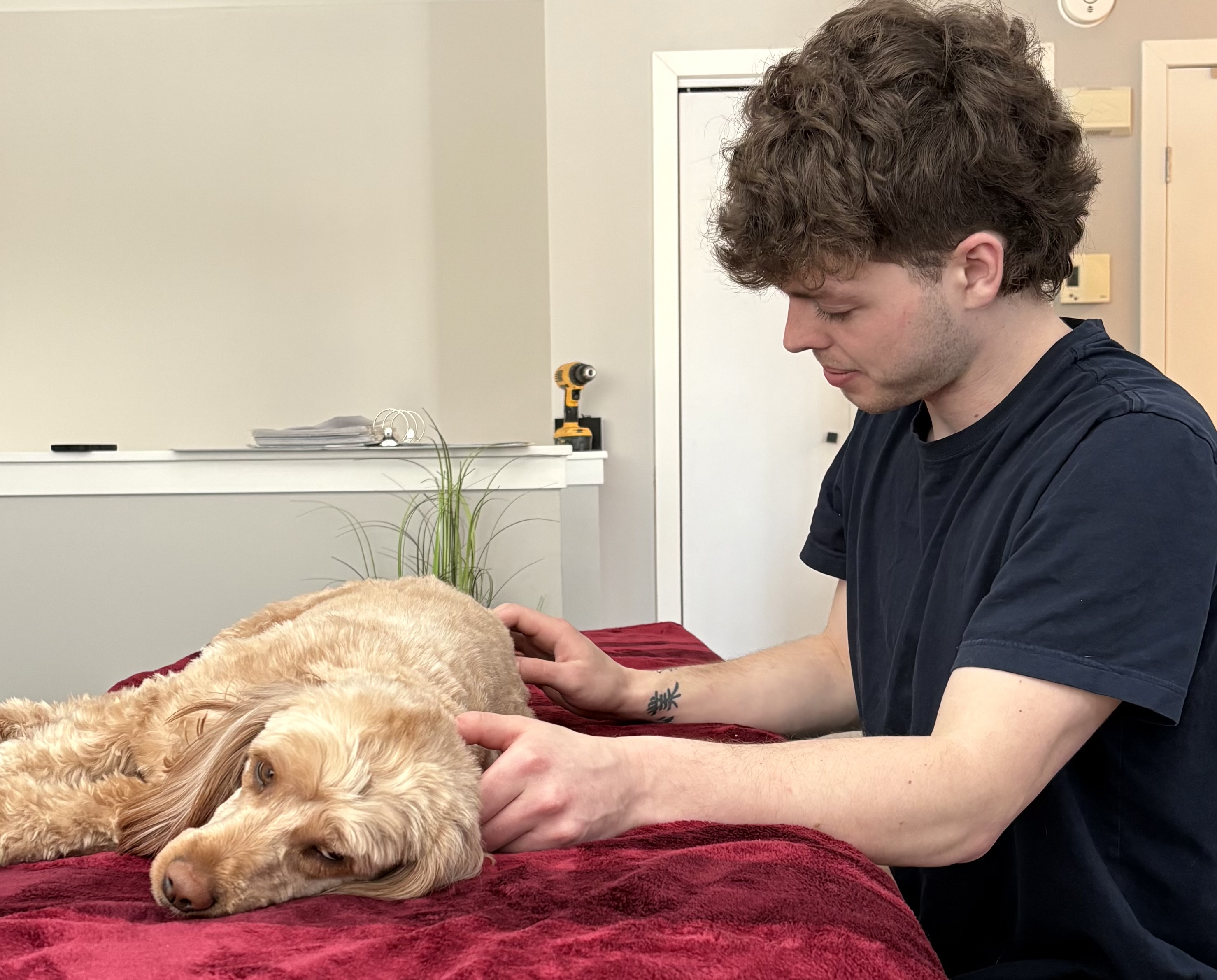 Molly and dog – massage and gentle care, Wags & Wellness